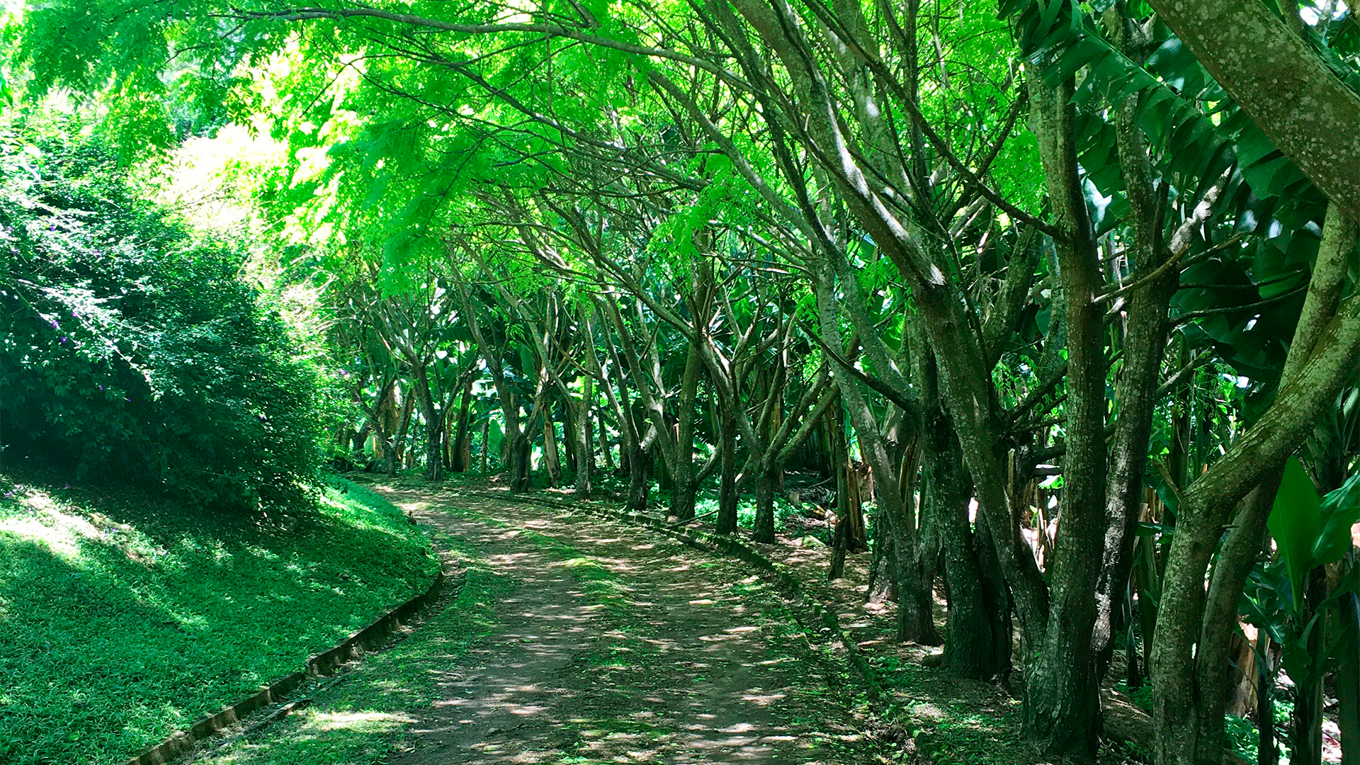 JARDIM - 07